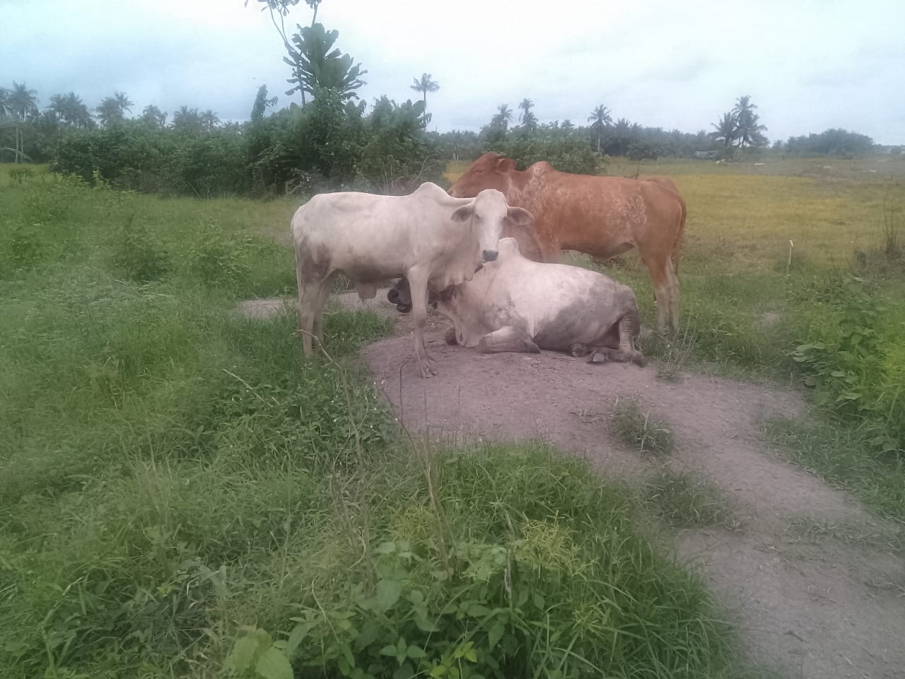 B&oelig;uf Petit Budget &mdash; id&eacute;al pour familles et repas collectifs