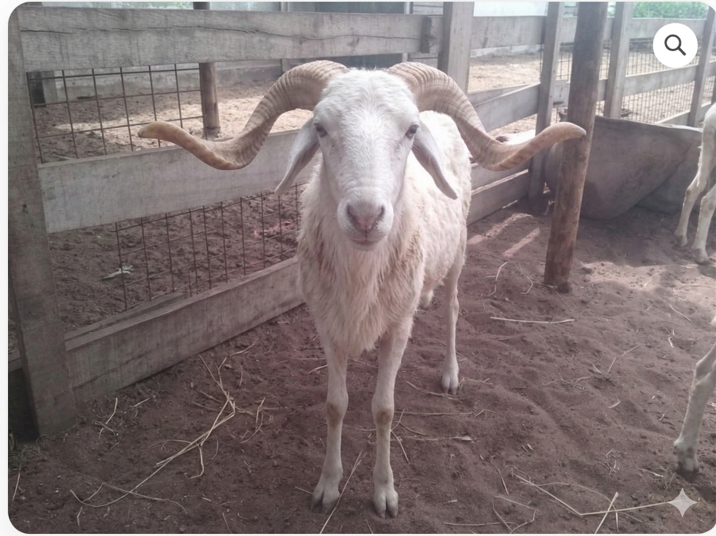 Mouton Premium - vue 2