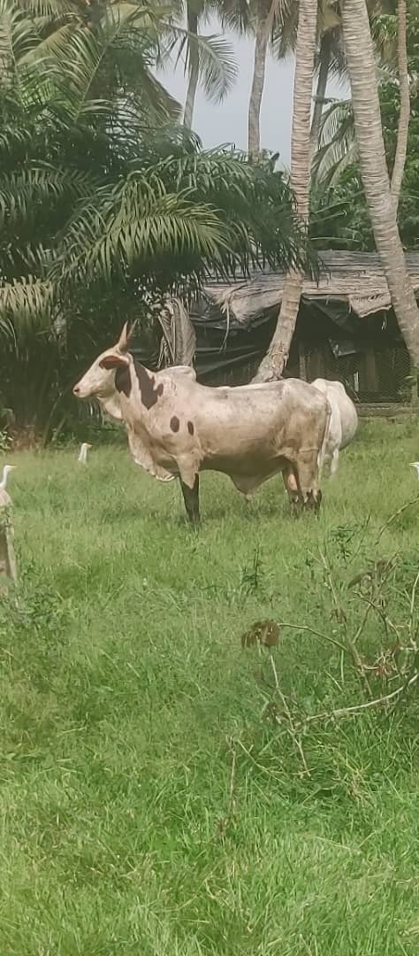 Boeuf Premium grande taille