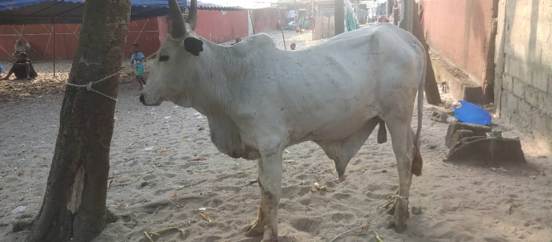 Boeuf Standard c&eacute;r&eacute;monies