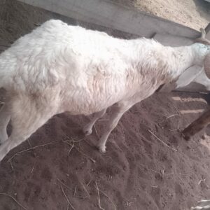 Mouton Premium (45-60kg)