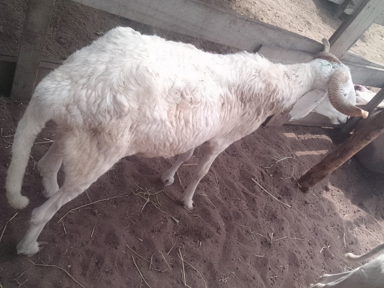 Mouton Premium populaire