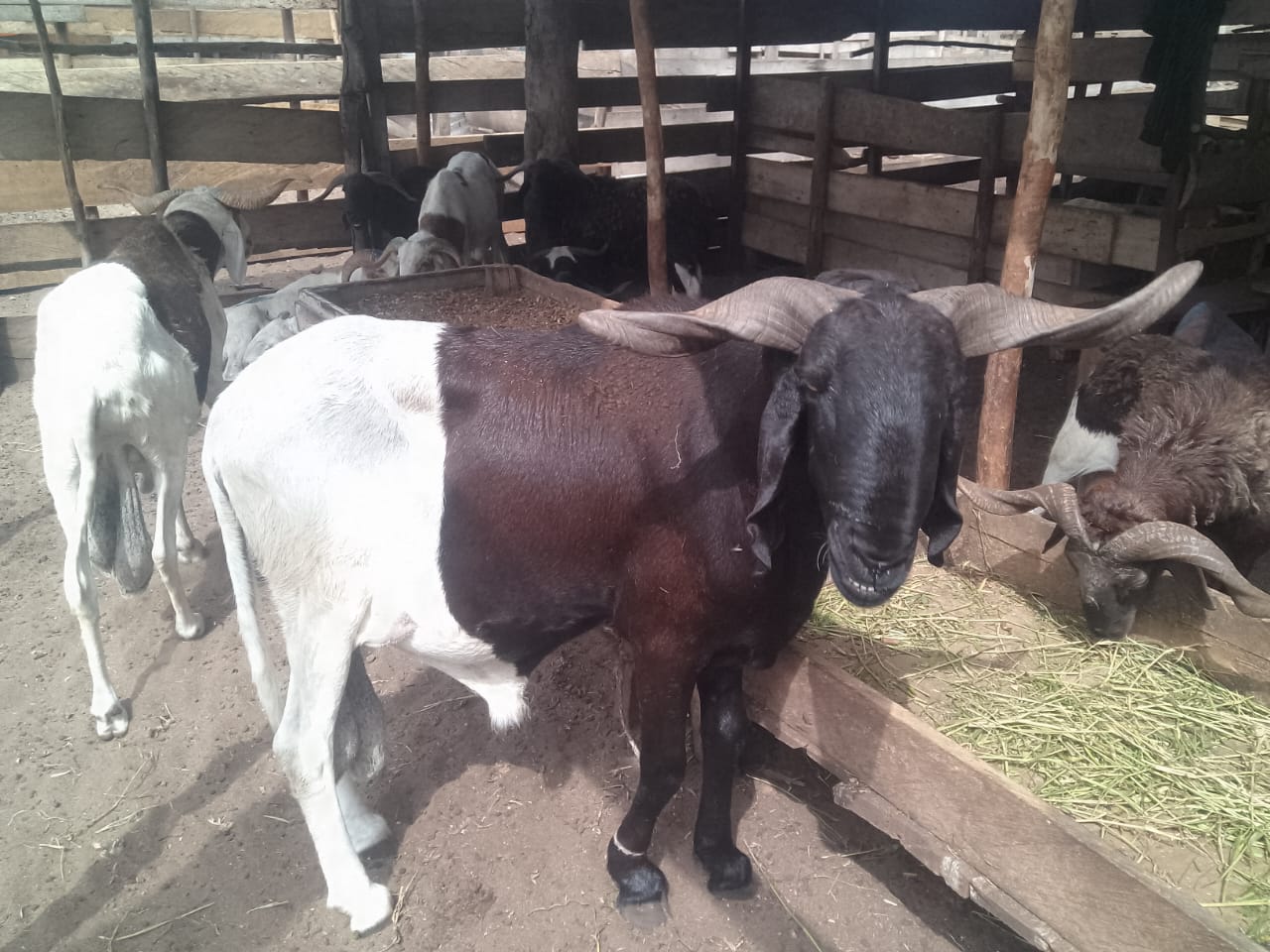 Mouton Prestige qualit&eacute; sup&eacute;rieure