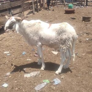 Mouton Standard (35-45kg)