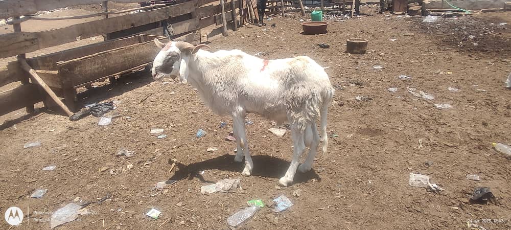 Mouton Standard petit budget